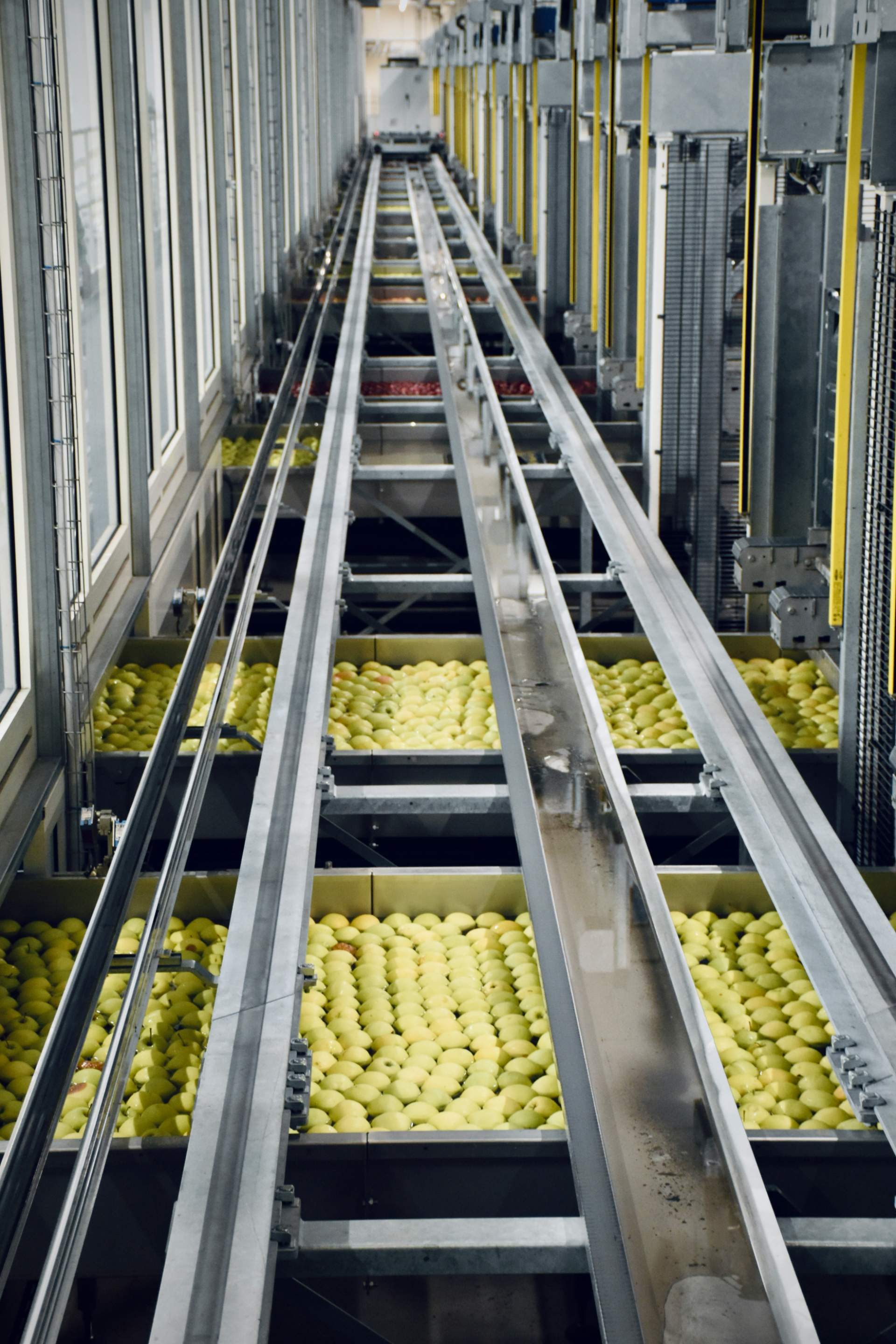 Conveyor belt with stacked apples